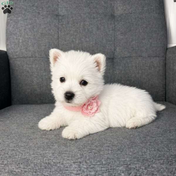 Haily, West Highland Terrier Puppy